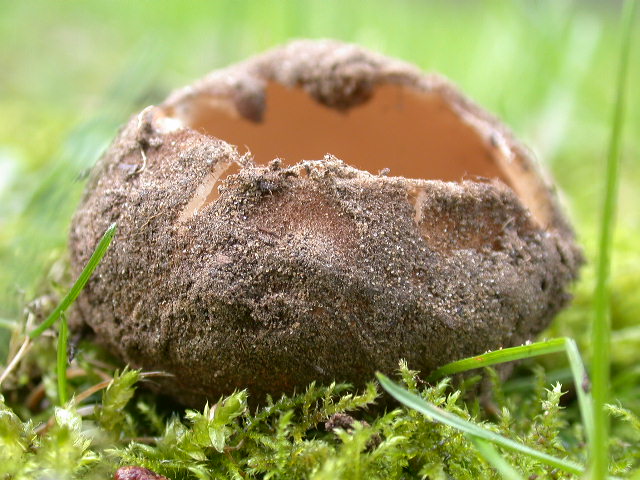 Geopora sumneriana ... in MICRO